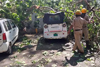 Huge tree falls on road at Balmatta; vehicles damaged